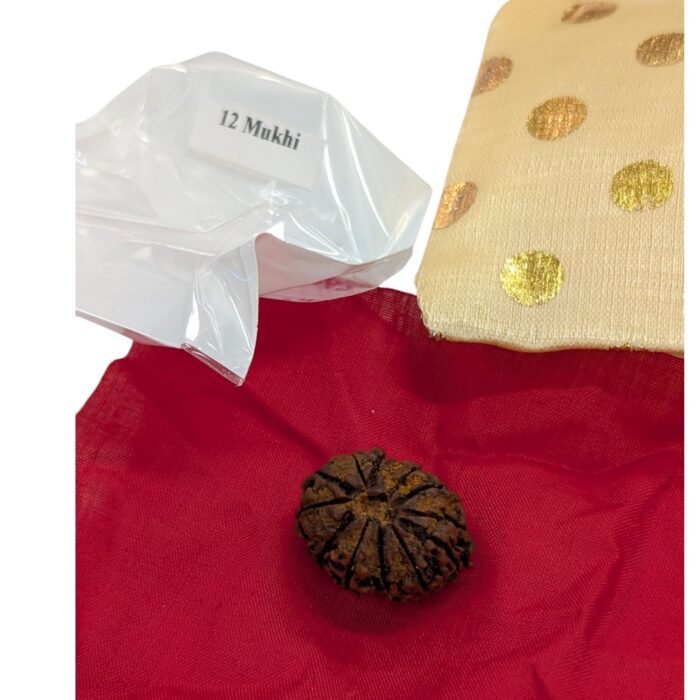 12 Mukhi Rudraksha | Twelve Face Rudraksha - Collector Special