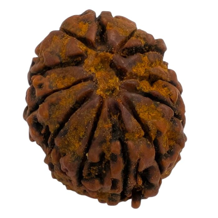 Top view of the large natural 12 mukhi Rudraksha