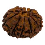 Side view of the large natural 12 mukhi Rudraksha