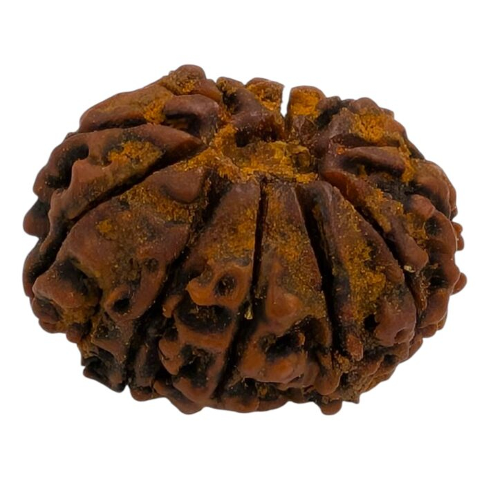 Side view of the large natural 12 mukhi Rudraksha