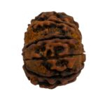 Side view of the large natural 12 mukhi Rudraksha