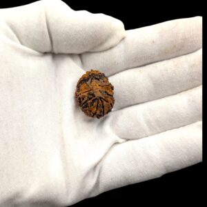 Actual size of the rudraksha on a adult hand