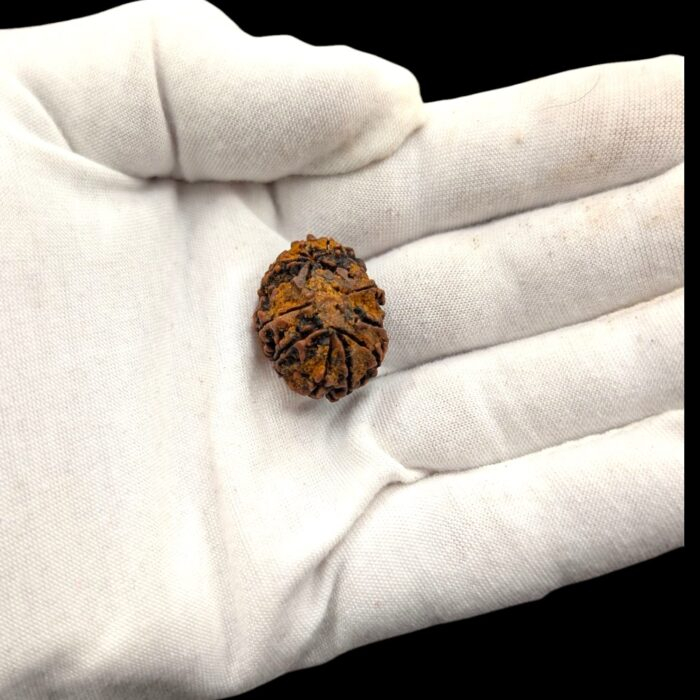 Actual size of the rudraksha on a adult hand