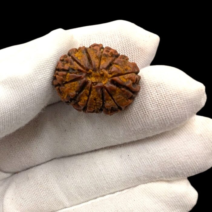 Actual size of the rudraksha on a adult hand