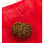 13 Mukhi Rudraksha | Thirteen Face Rudraksha - Collector Special - Image 8