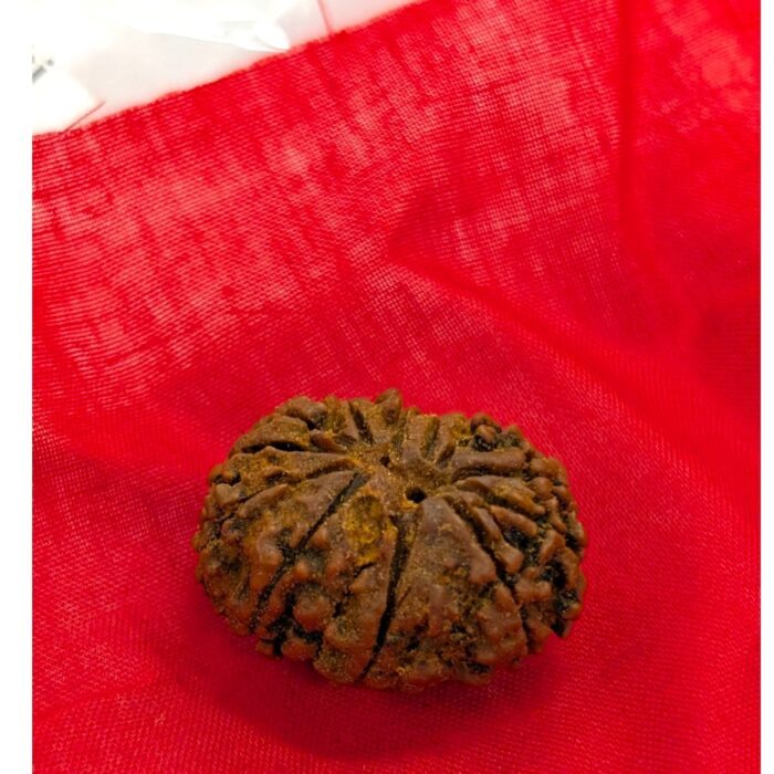 13 Mukhi Rudraksha | Thirteen Face Rudraksha - Collector Special - Image 8