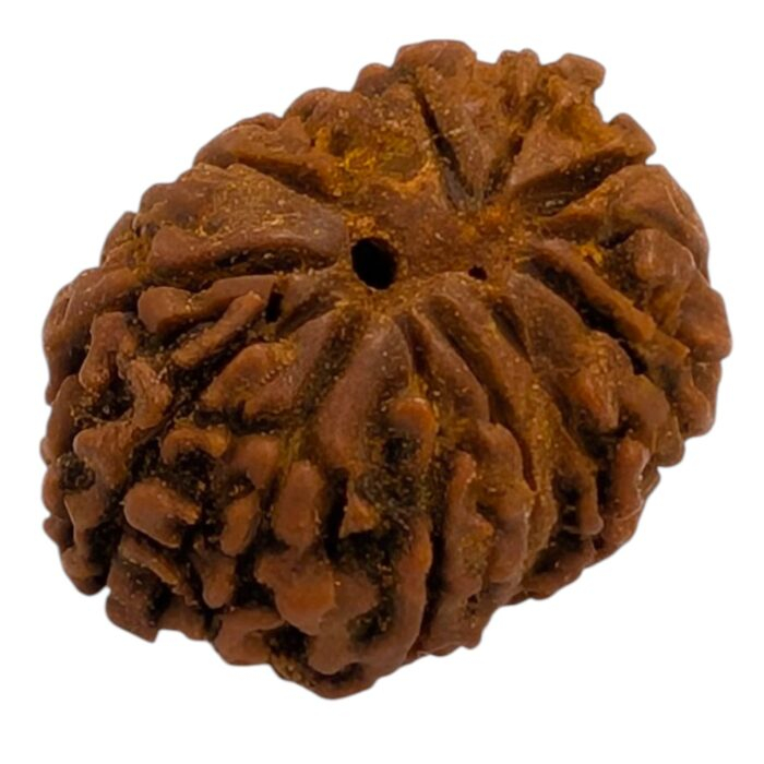 13 Mukhi Rudraksha | Thirteen Face Rudraksha - Collector Special - Image 6