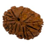 13 Mukhi Rudraksha | Thirteen Face Rudraksha - Collector Special - Image 5
