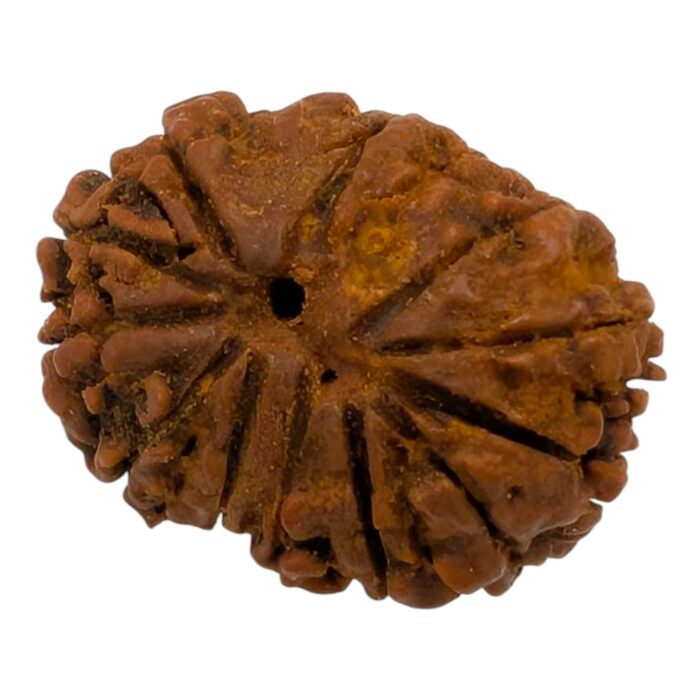 13 Mukhi Rudraksha | Thirteen Face Rudraksha - Collector Special - Image 5