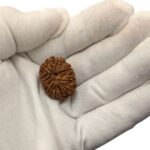 13 Mukhi Rudraksha | Thirteen Face Rudraksha - Collector Special - Image 2