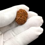 13 Mukhi Rudraksha | Thirteen Face Rudraksha - Collector Special