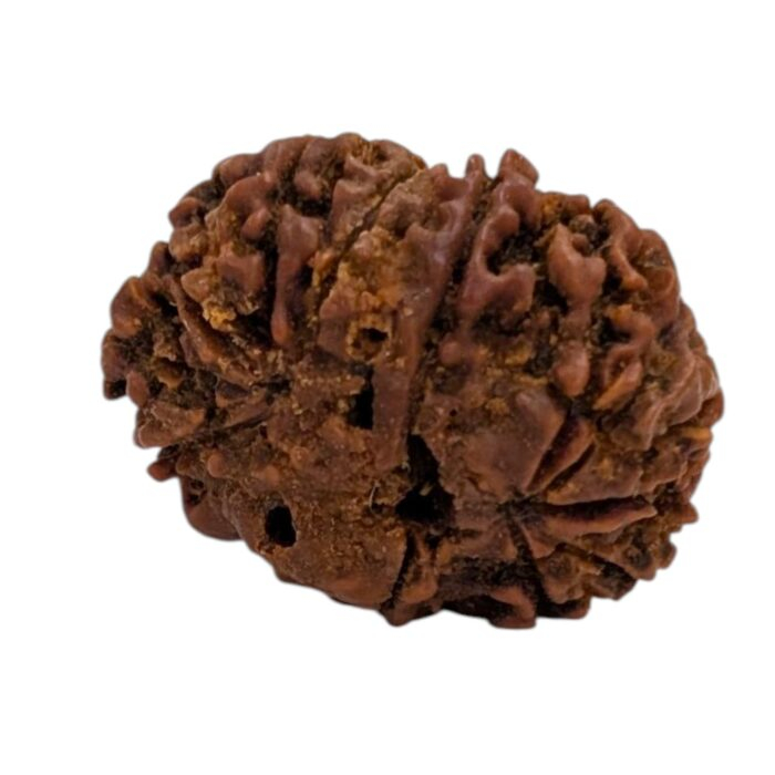 13 Mukhi Rudraksha | Thirteen Face Rudraksha - Collector Special - Image 4
