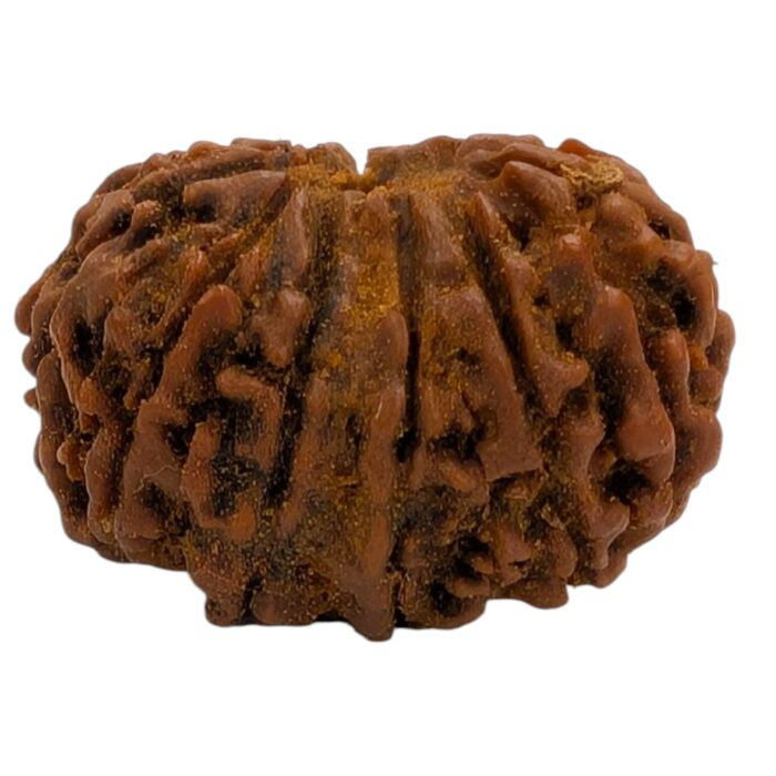 14 Mukhi Rudraksha | Fourteen Face Rudraksha - Collector Special - Image 4