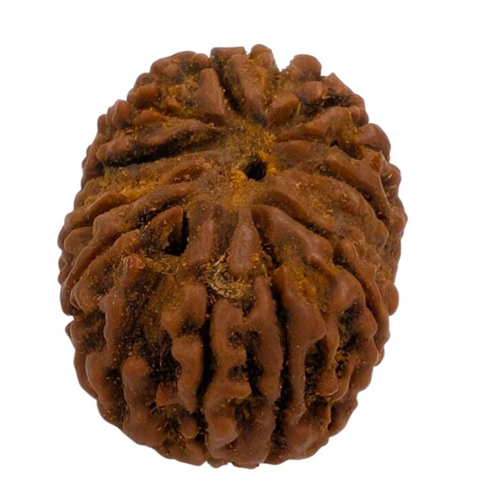 14 Mukhi Rudraksha | Fourteen Face Rudraksha - Collector Special - Image 5