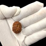 14 Mukhi Rudraksha | Fourteen Face Rudraksha - Collector Special - Image 6
