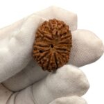 14 Mukhi Rudraksha | Fourteen Face Rudraksha - Collector Special