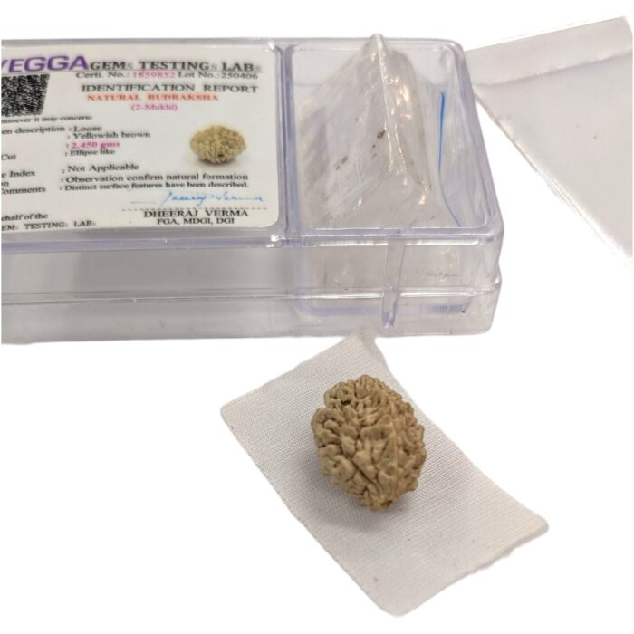 2 Mukhi Natural Rudraksha bead | Lab Certified Natural Rudraksha - Image 5