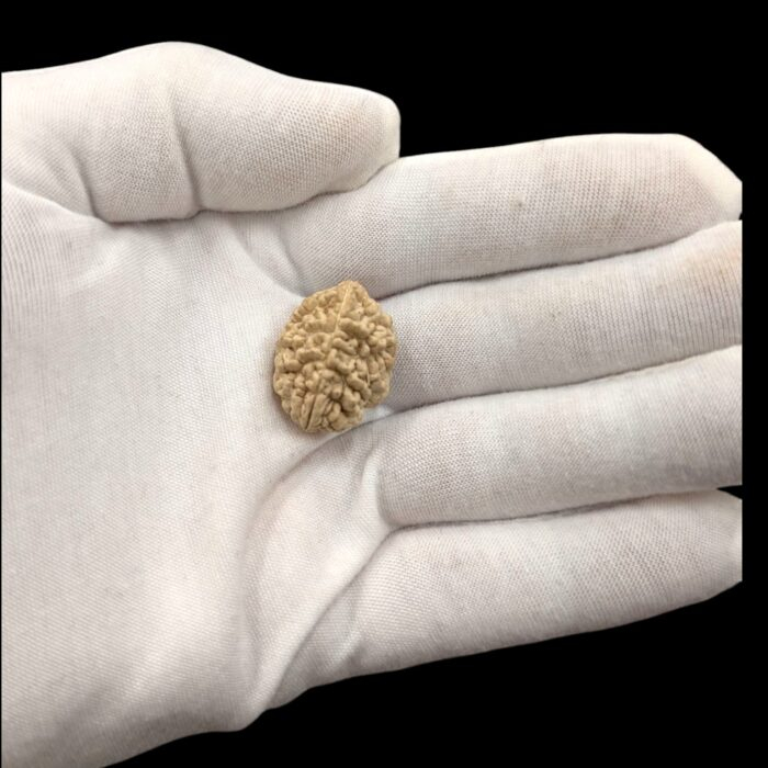 2 Mukhi Natural Rudraksha bead | Lab Certified Natural Rudraksha - Image 2