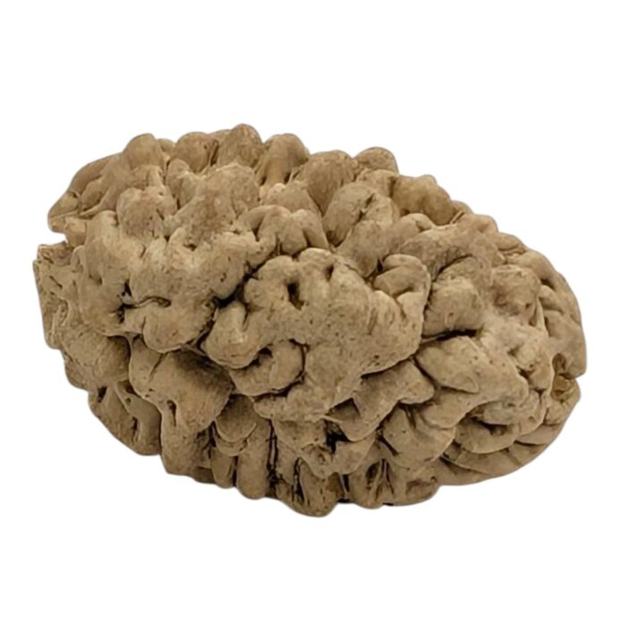 2 Mukhi Natural Rudraksha bead | Lab Certified Natural Rudraksha - Image 4