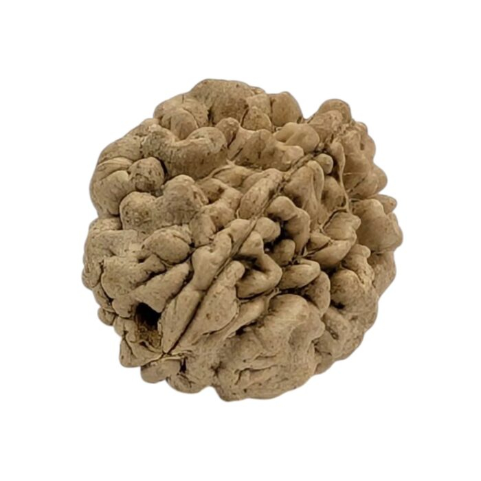 2 Mukhi Natural Rudraksha bead | Lab Certified Natural Rudraksha - Image 3
