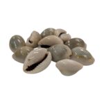 Pooja Cowrie - Pack of 11 | Pooja Kaudi-Kodi - Image 2