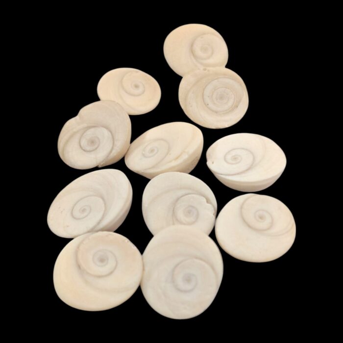 Pooja Gomti Chakra - Pack of 11 | Natural Gomti chakra