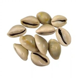 Close-up view of a naturally smooth and yellow Kawdi shell, showing its authentic texture and divine hue