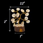 Dimensions of natural gomti chakra tree of life